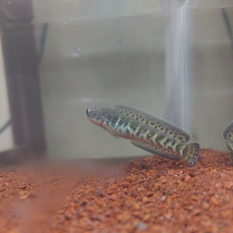 Auranti CB Kejajar 6cm, Single tank, AAB