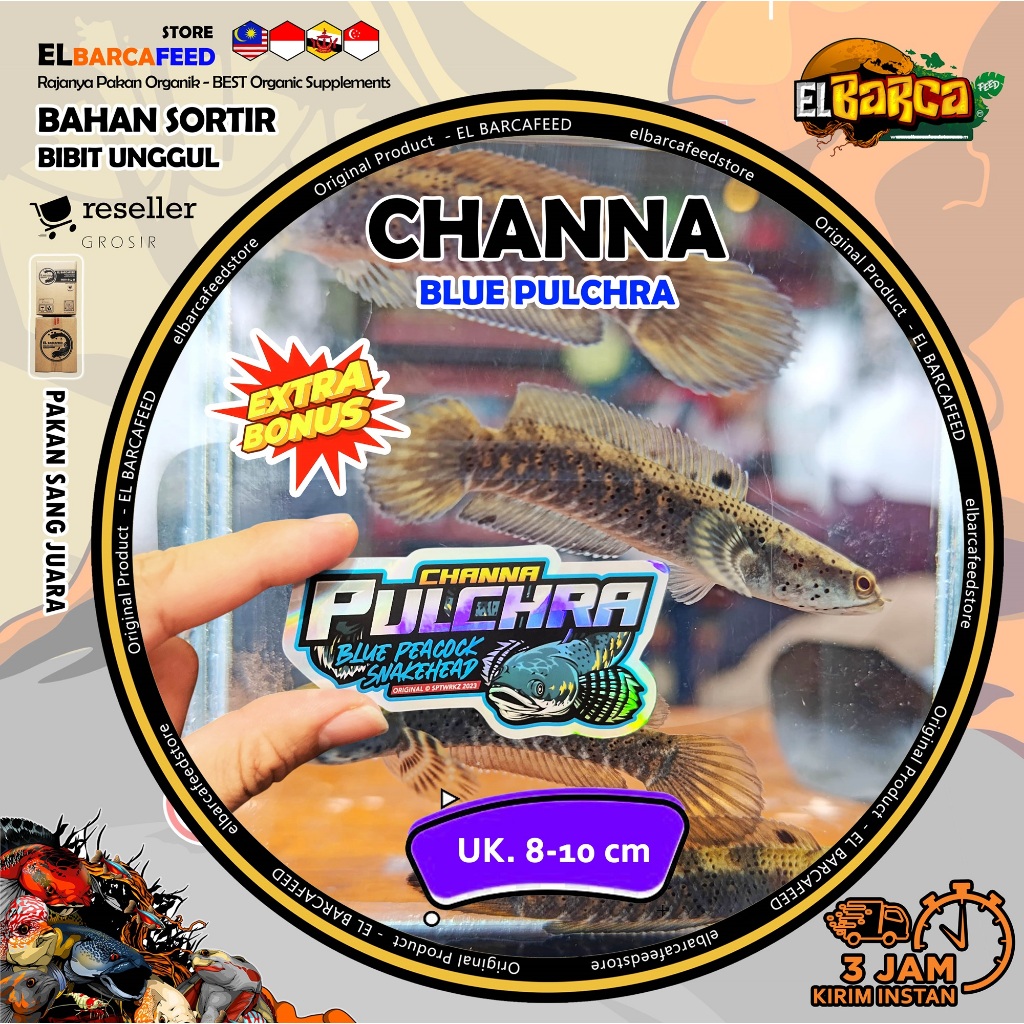 STICKER CHANNA HIDUP BLUE PULCHRA Gondrong HF Spot dot tebal hasil sortiran FREE STICKER