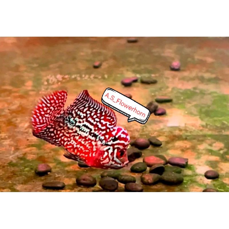 Burayak Louhan Redking Kamfa F2 Thailand