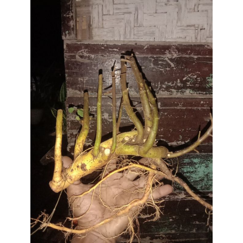 bahan bonsai serut dongkelan untuk gaya raft atau panorama