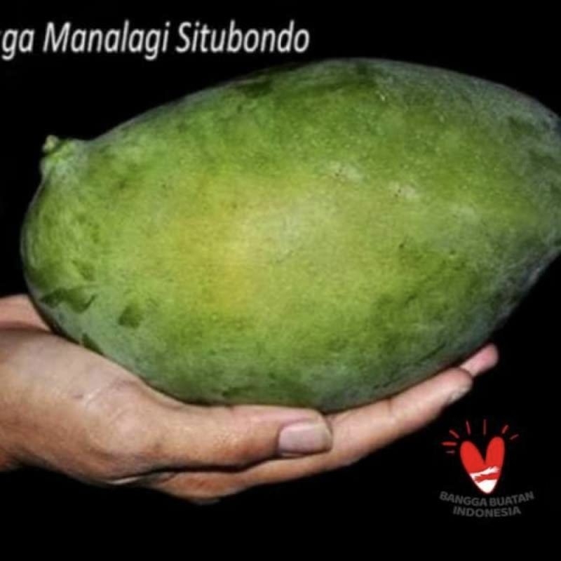 Pohon manalagi situbondo super
