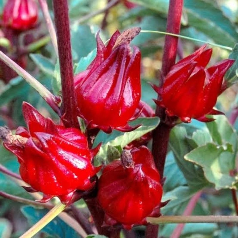 Tanaman Bunga Rosela - Tanaman Herbal Rosela