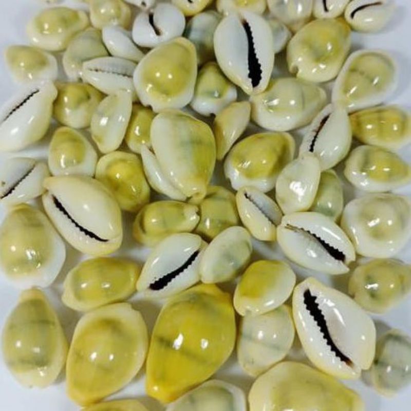 KEWUK GAJIH ASLI KERANG 25 PCS | KUWUK KERANG LAUT KUNING BIJI CONGKLAK | KEWUK BIJI DAKON | KWUK BO
