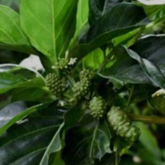 

daun mengkudu segar,500g