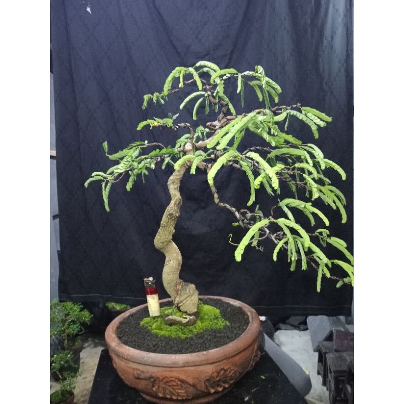 Bonsai Asem Jawa Meliuk