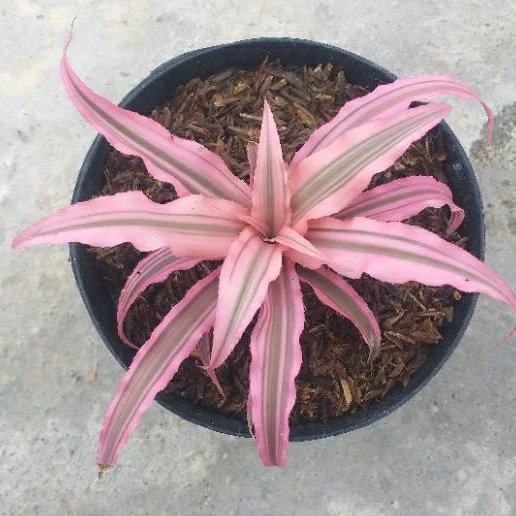 Tanaman Hias Cryptanthus Pink/Bromelia Mini Pink