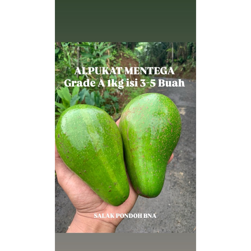 

Alpukat Mentega Buah Alpukat Mentega Grade A 1kg isi 4-6 Buah