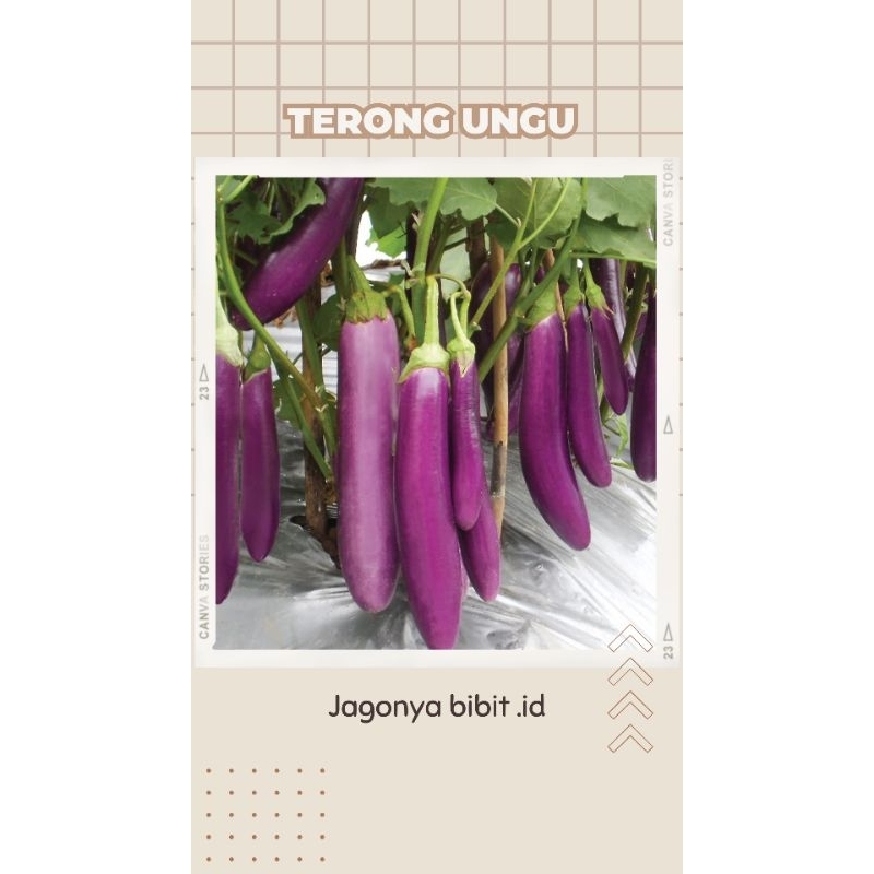 

BIBIT TERONG UNGU SAYURAN ( BELI 5 FREE 1)