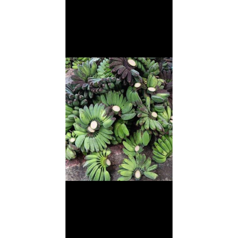 

Pisang Kepok Murah Hasil Kebun Sendiri Petik Tua