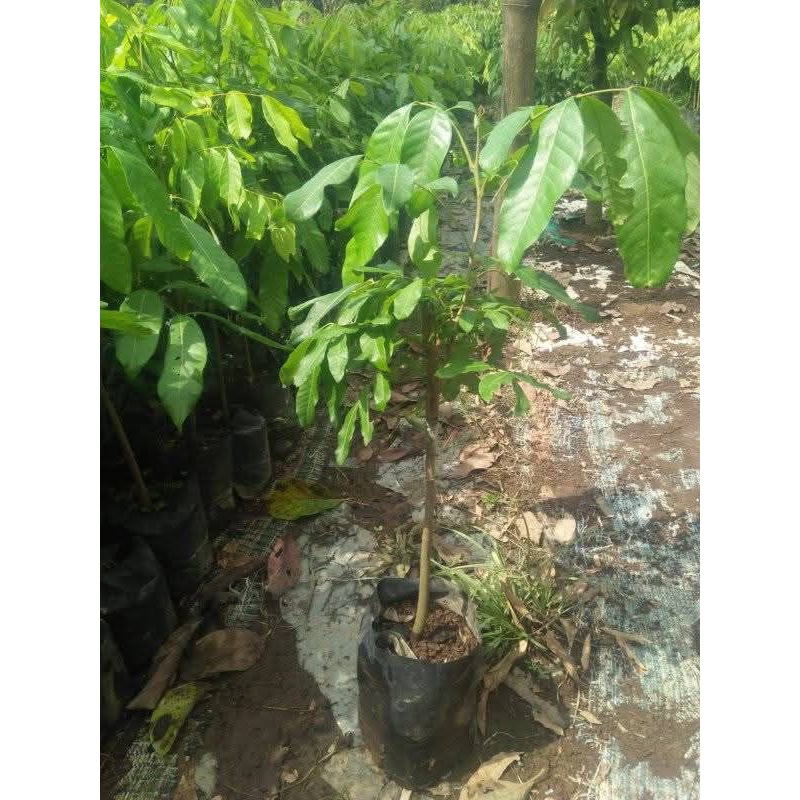 

kelengkeng new cristal si paling lebat