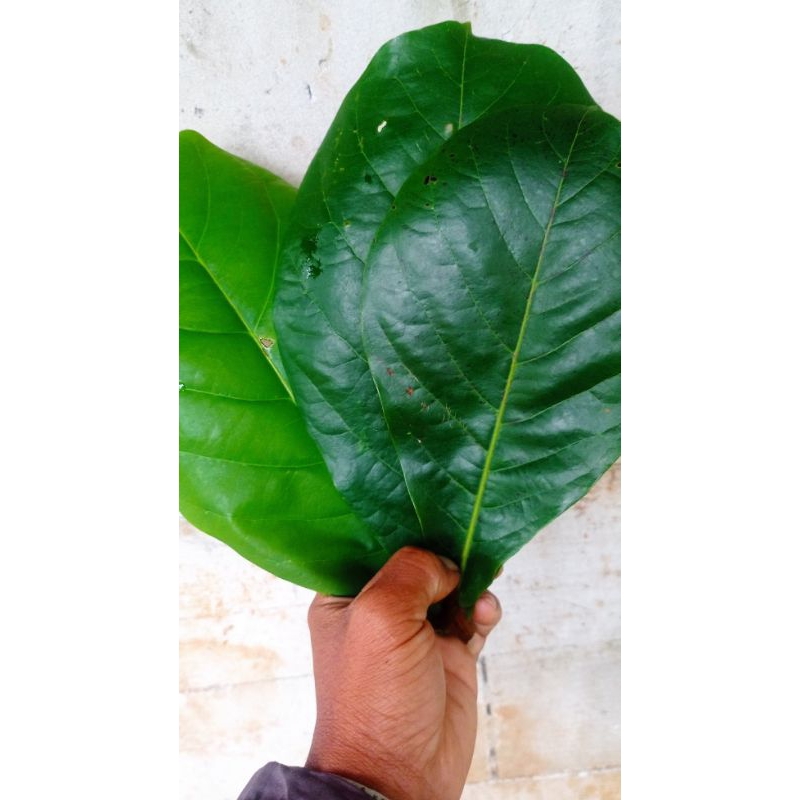 

Ready Daun Ketapang langsungg petik per lembar