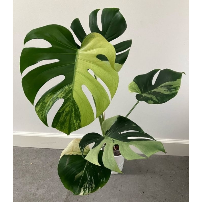 Tanaman Hias Monstera King Variegated Bunga Hias Monstera King Variegated Anakan Murah