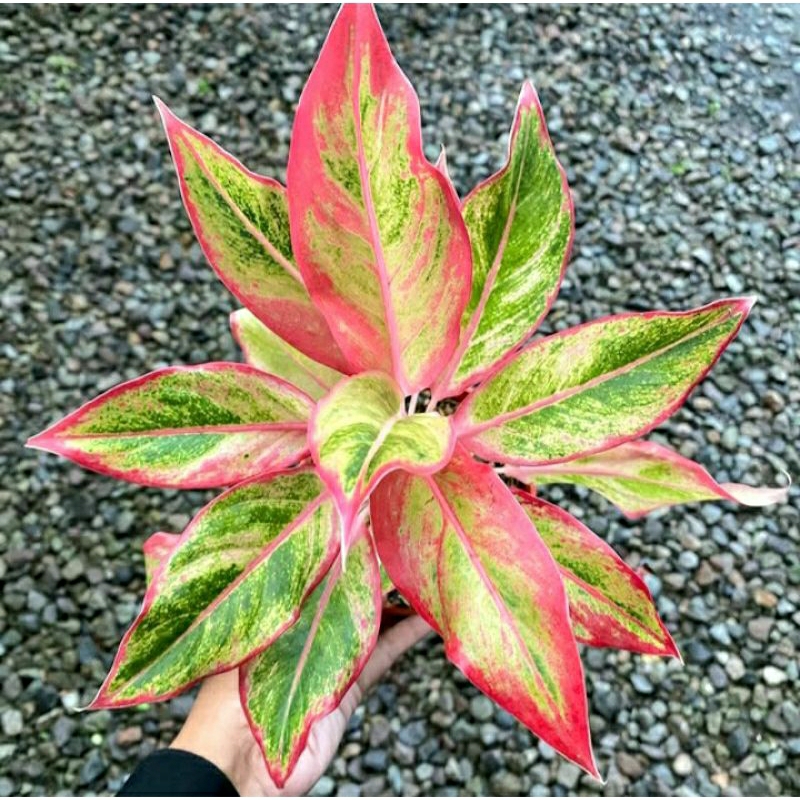 Aglonema lipstik Orange Tanaman Hias