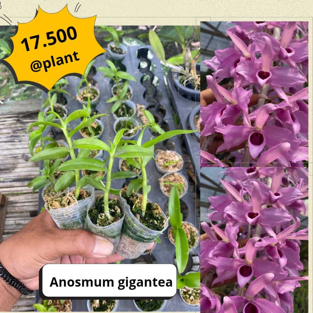Anosmum Gigantea (Seedling) - Anggrek kemruyuk
