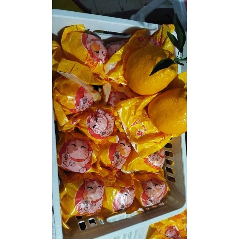 

jeruk papagan kucing /kg