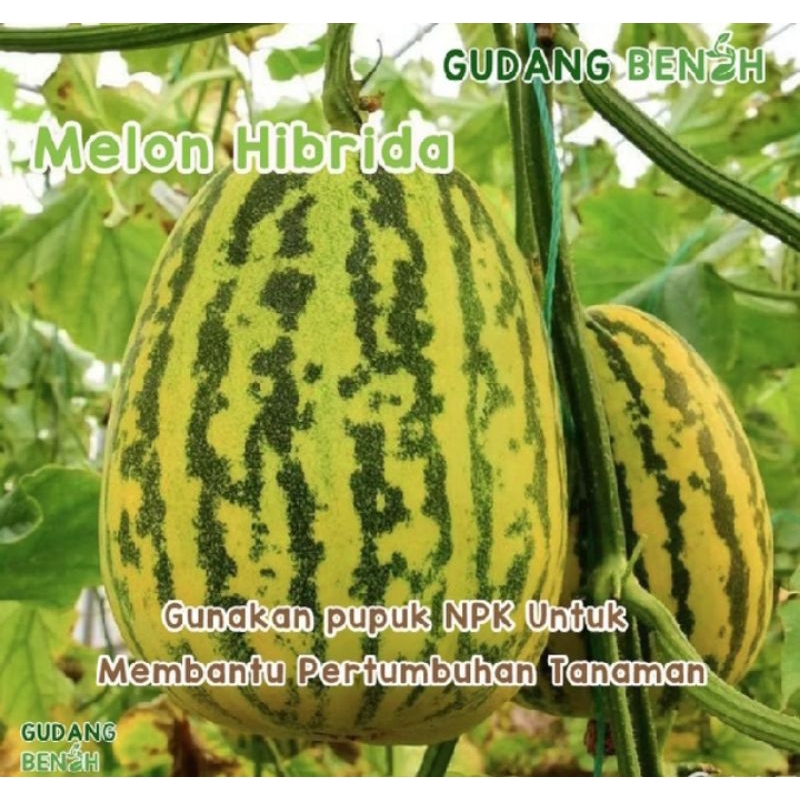 4 biji benih bibit MuskMelon Hibrida super