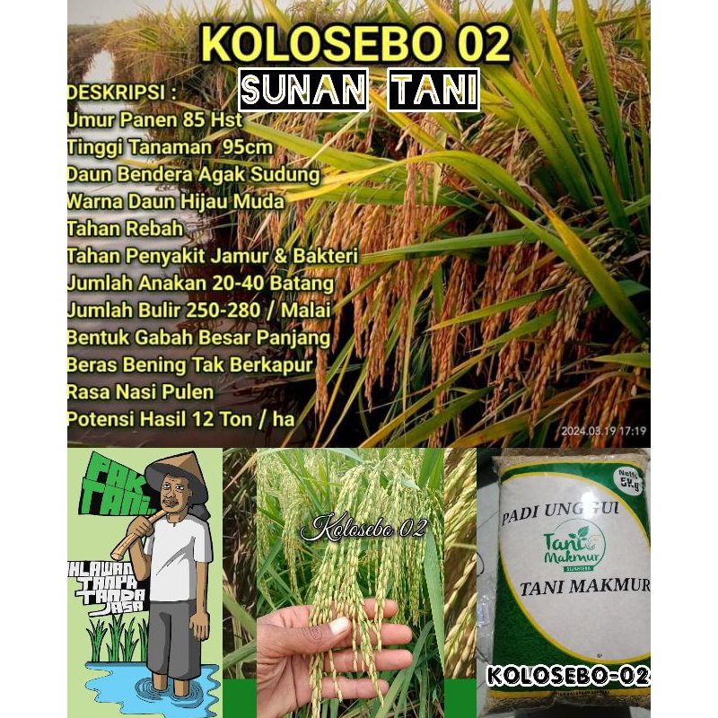 bibit padi  kolosebo 02 original