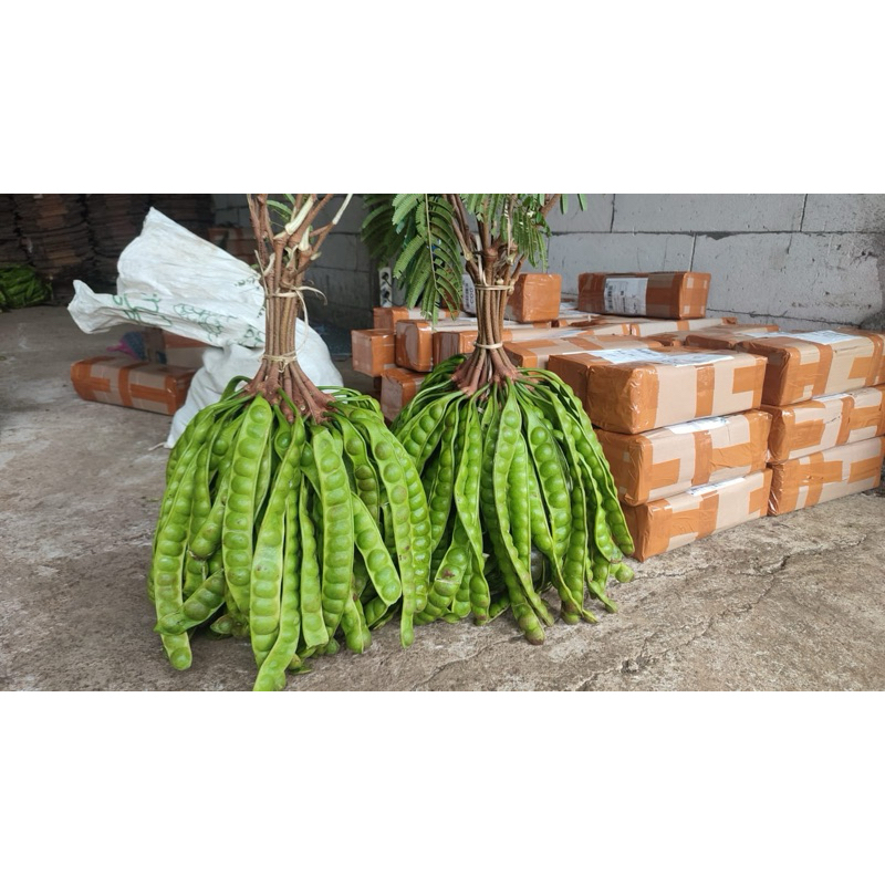 

PETE SEGAR FRESH PETE TUA PETE WONOGIRI PETE TERMURAH