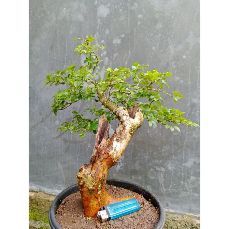 Bonsai Sisir Kaliage | Bonsai Sisir