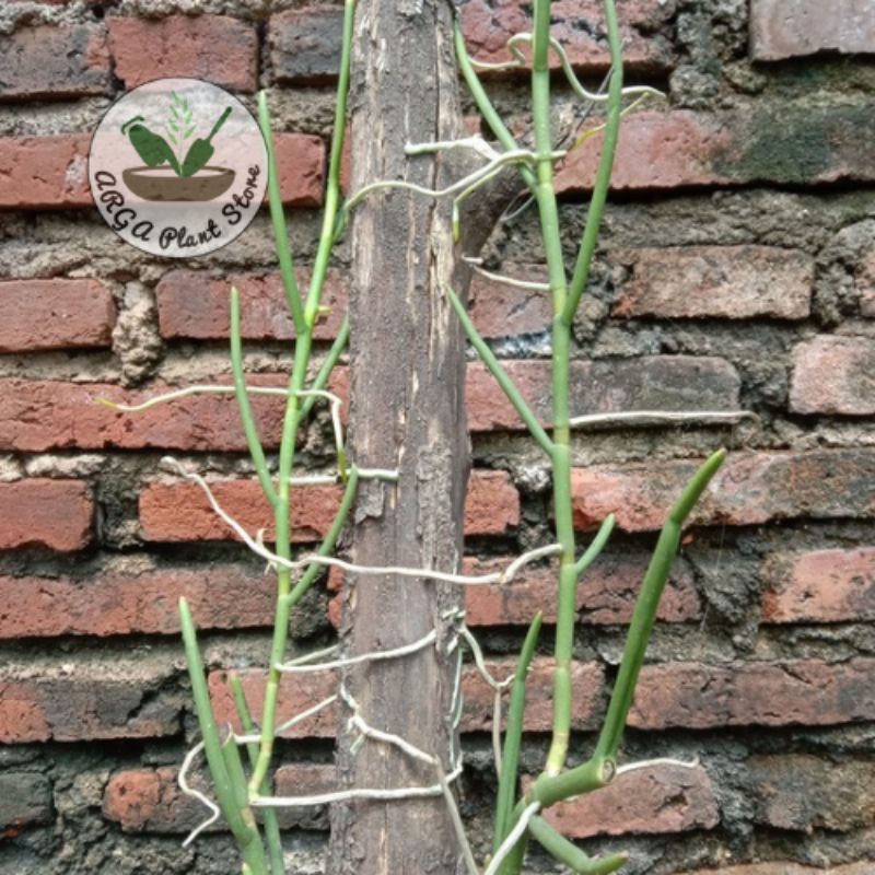 anggrek Vanda douglas