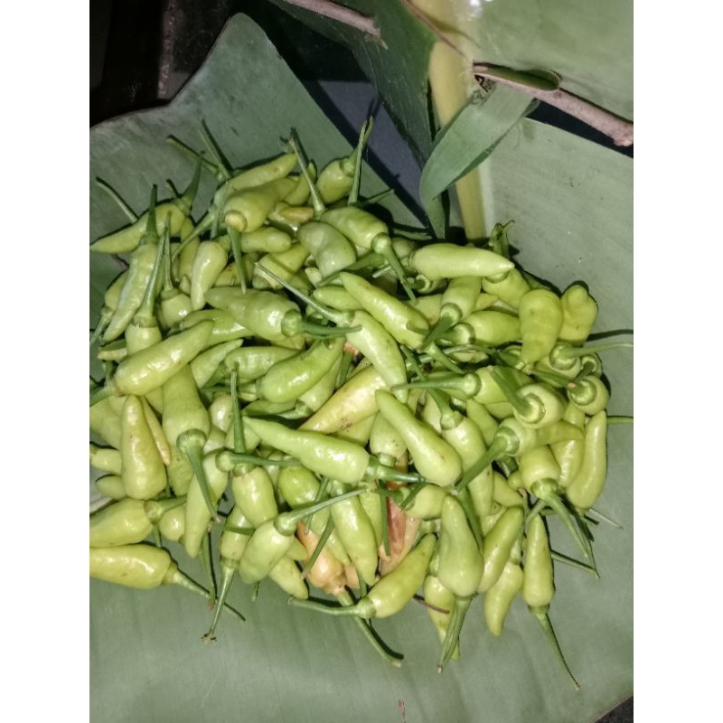 

cabe hijau atau cabe muda berat 500gr