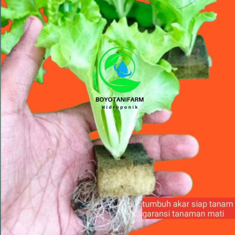 BIBIT SELADA HIDROPONIK SIAP PINDAH TANAM