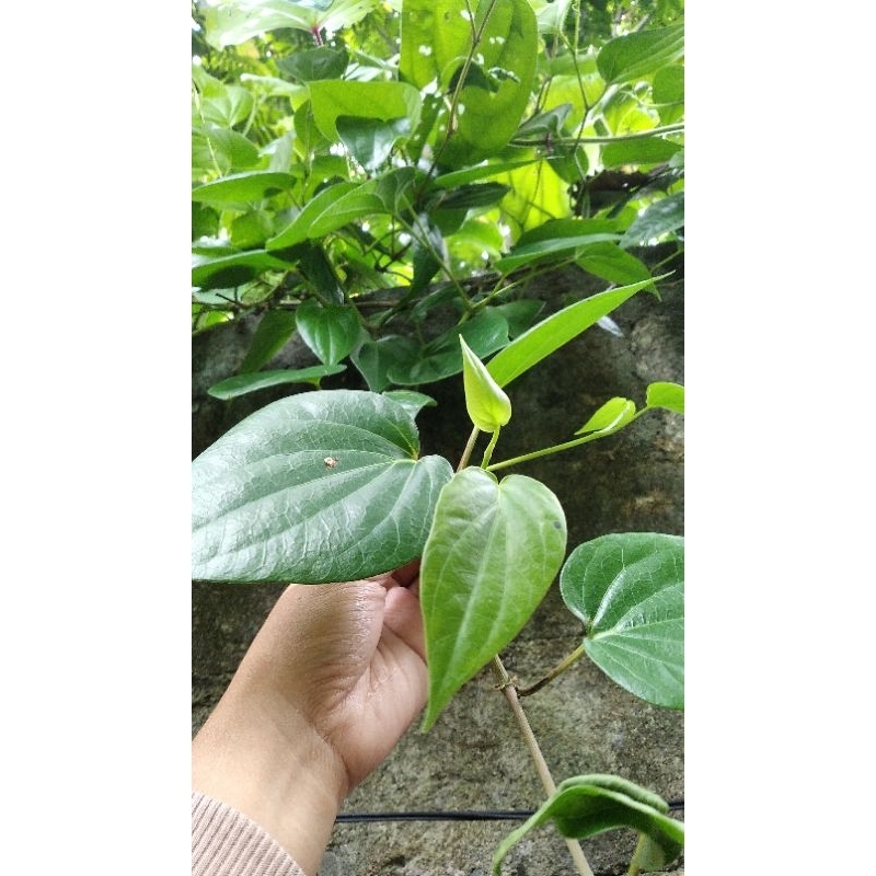 

Daun sirih
