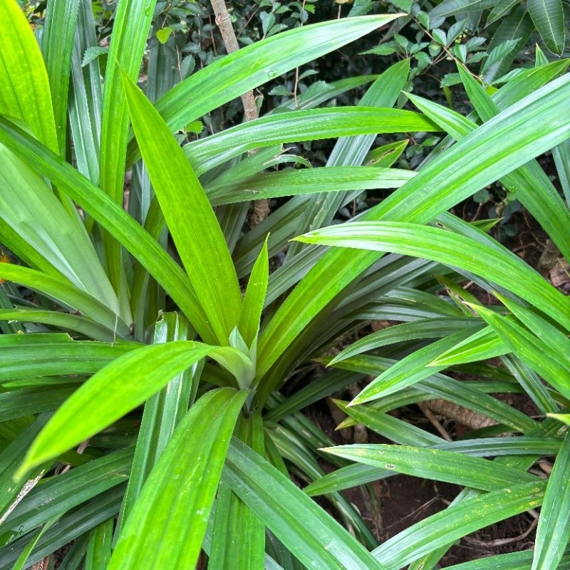 

DAUN PANDAN FRESH 1IKAT (10-15 lembar) LANGSUNG PETIK