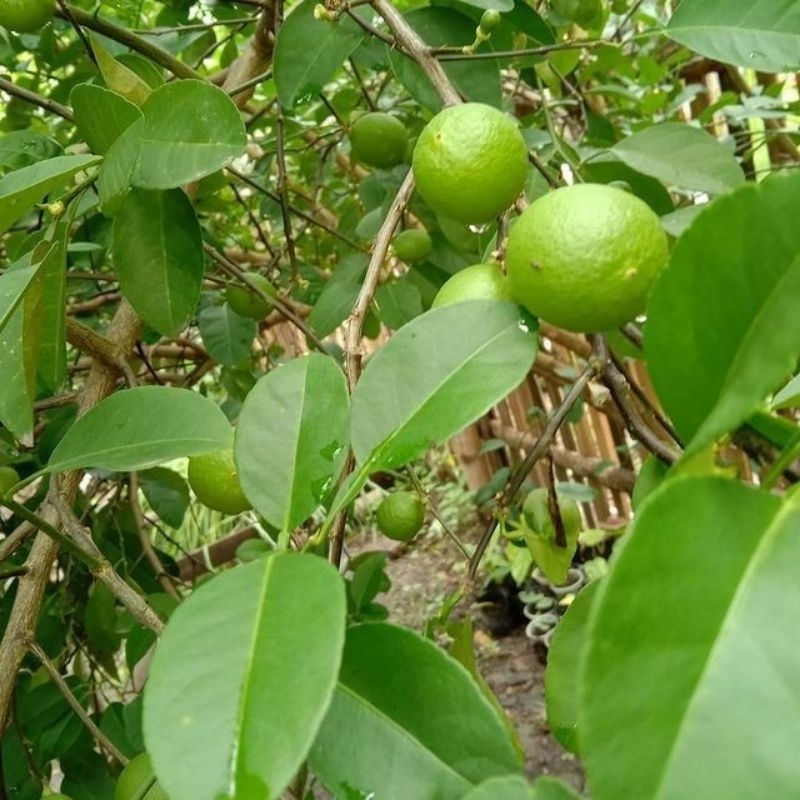 

Jeruk nipis segar langsung dari kebun