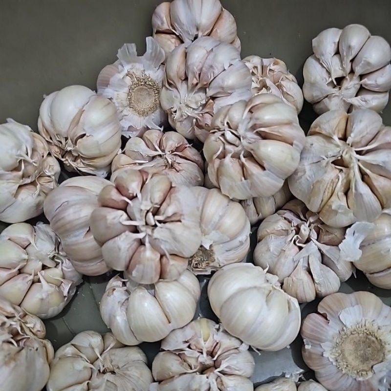 

bawang putih