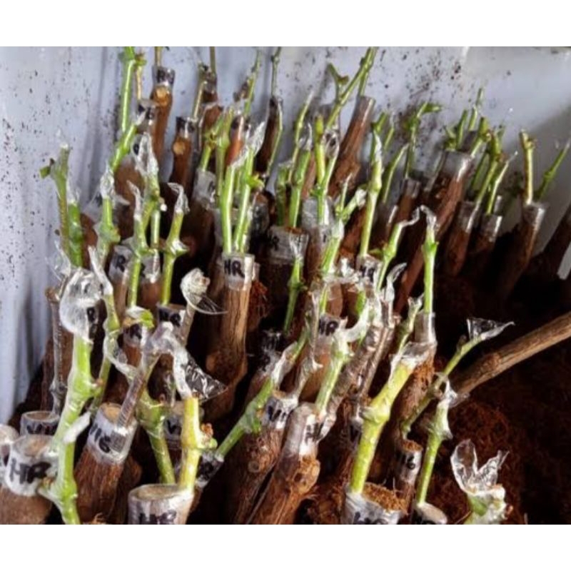 paket 4 cutting grafting anggur import