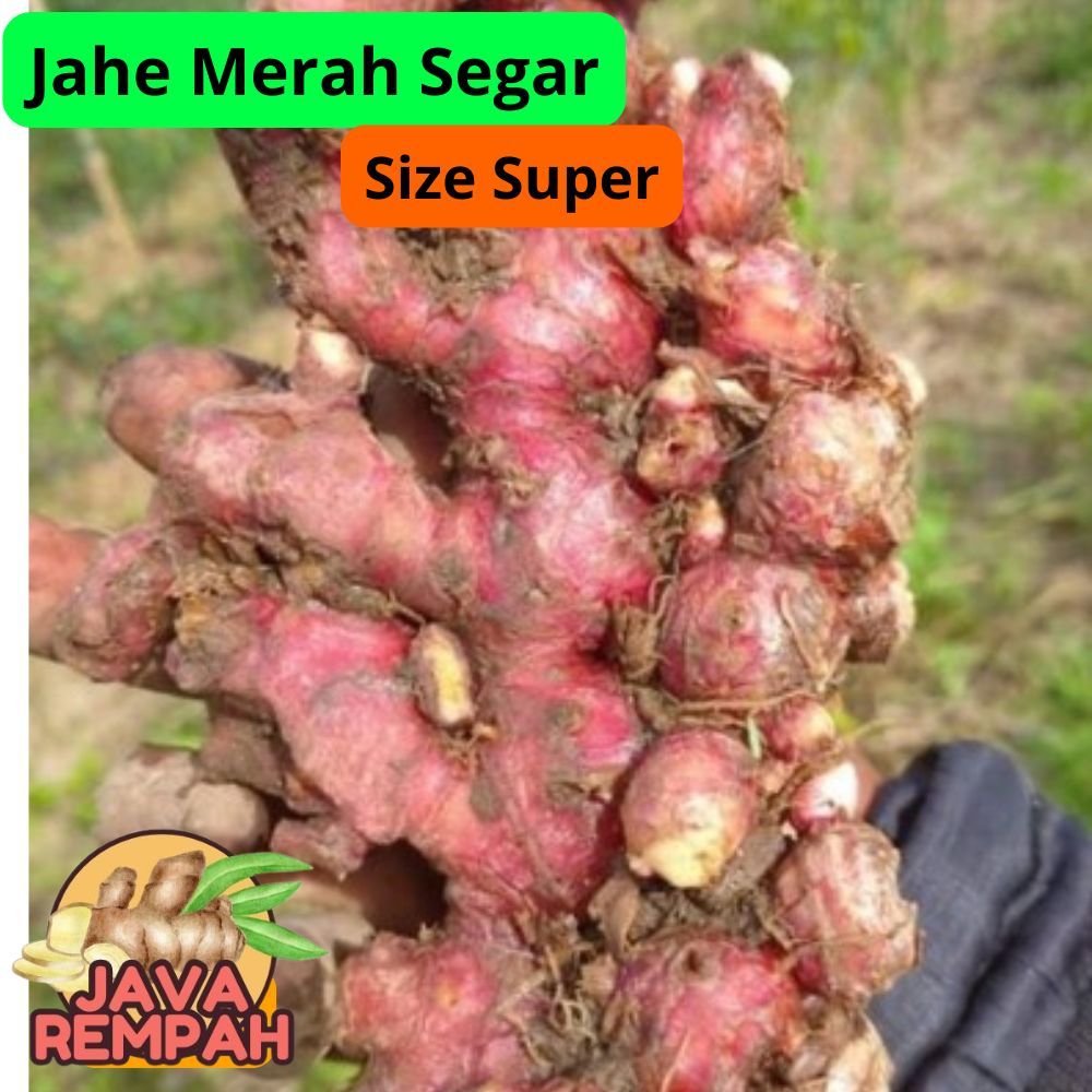 

Jahe merah segar 500gr size super besar