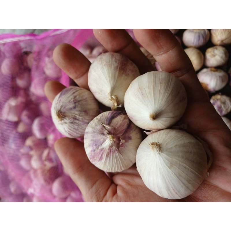

BAWANG PUTIH TUNGGAL JUMBO 500 gram