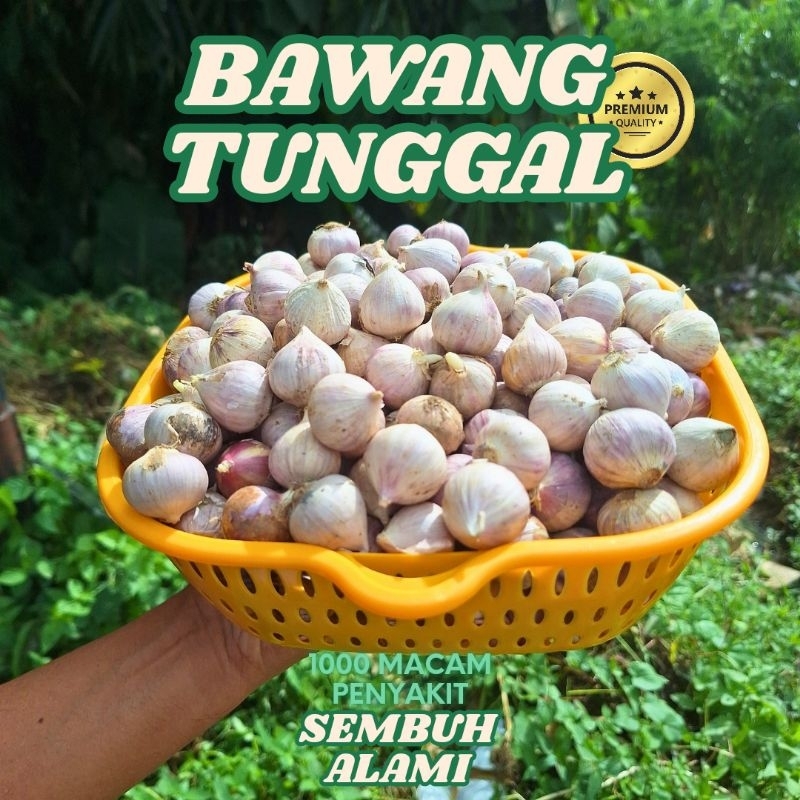 

Bawang Tunggal Super Premium | Bawang Lanang Super