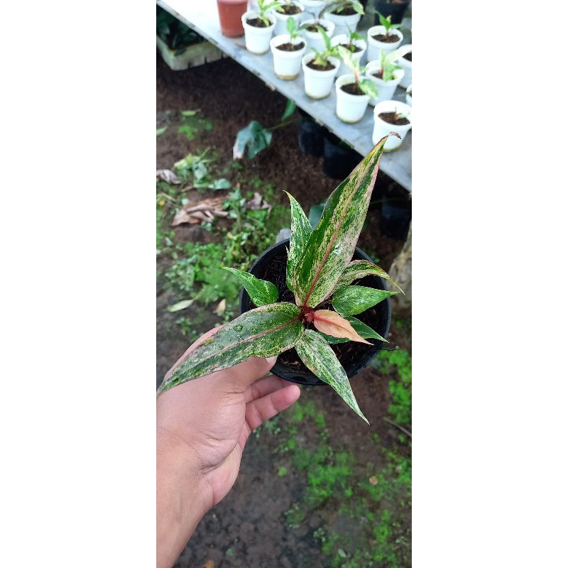 Anthurium hokeri pink
