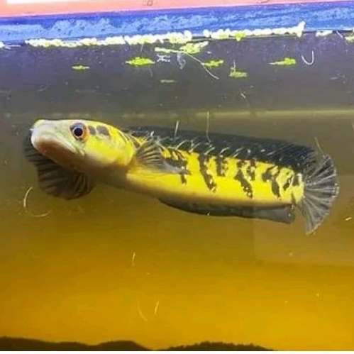hiasan aquarium maru ys yellow Sentarum sz 14-21cm mata merah aseli