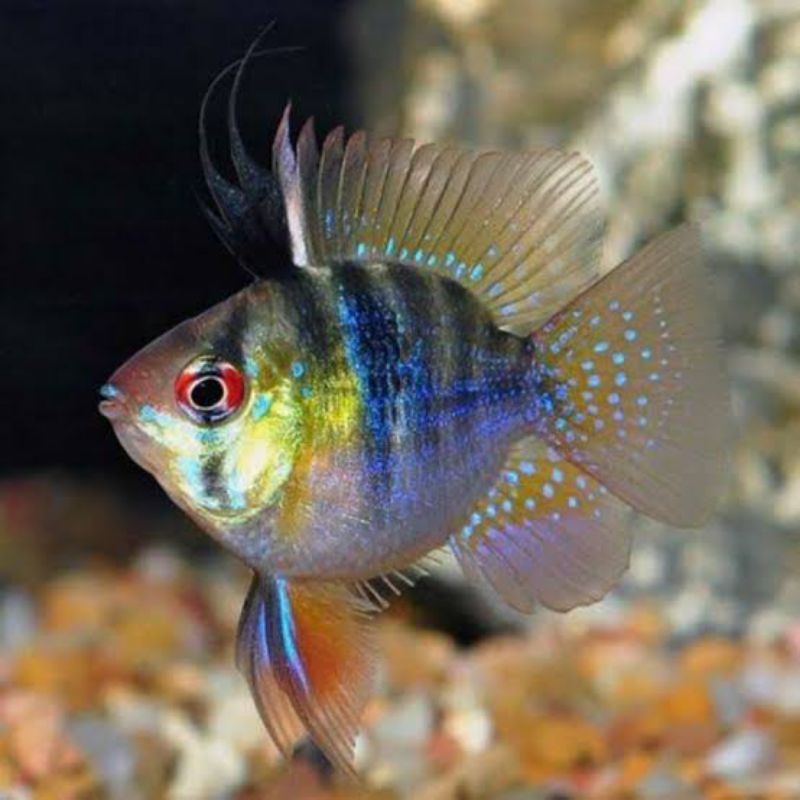IKAN HIAS AQUASCAPE RAMIREZI GERMAN ELECTRIC