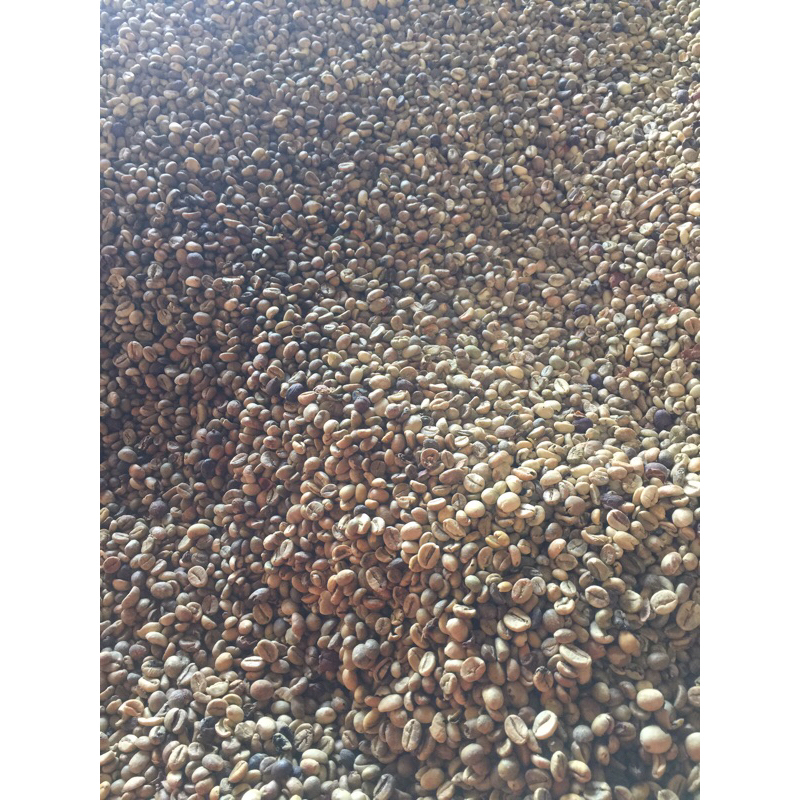 Biji Kopi Mentah Robusta biji campur 1kg