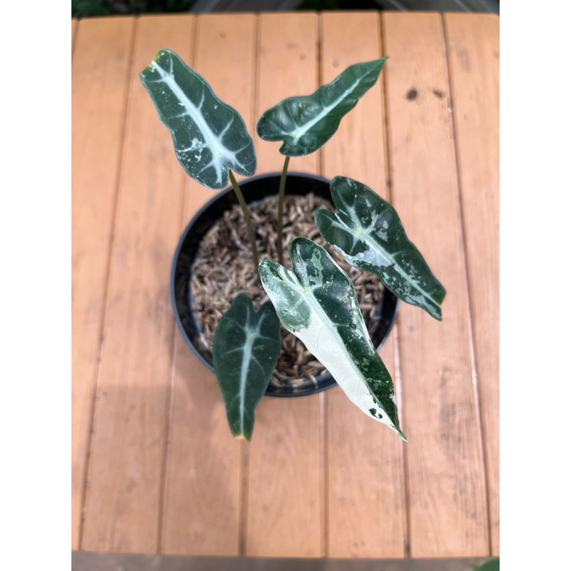alocasia bambino