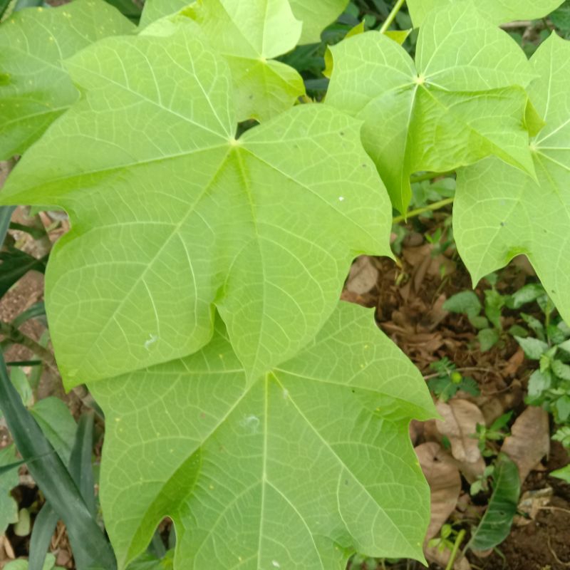 

daun herbal jarak pagar 10 lembaarrr