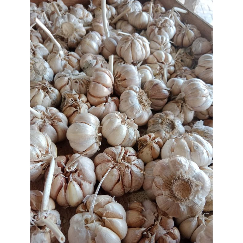 

Bawang Putih