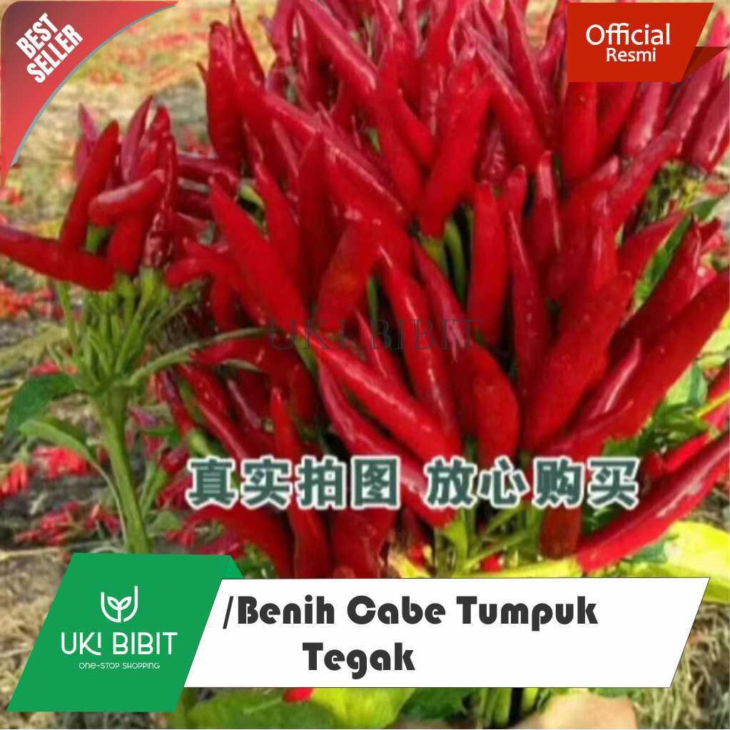 ( 10 Butir )  Benih Cabe Merah Tumpuk Tegak | Cabe Dompol | Cabai Klaster | Cabe Hias | Red Cluster 