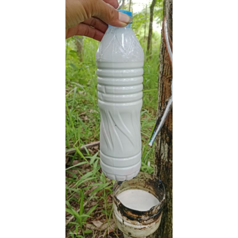 Getah karet cair asli isi 600 mili