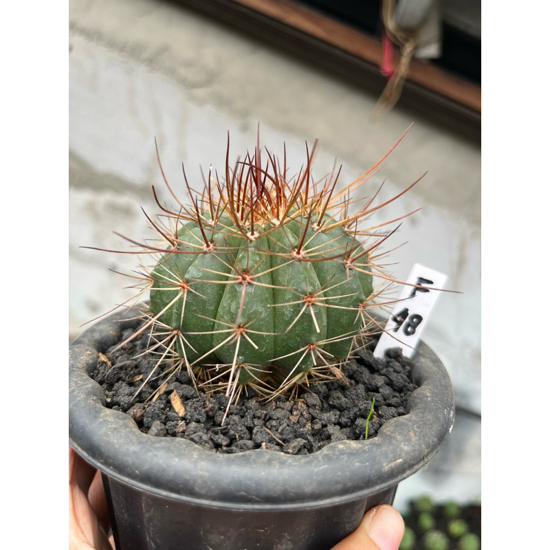 MELO JAMBUL MERAH DURI PANJANG/ Sukulen / Tanaman kaktus / pot kaktus / kaktus ownroot / tanaman hia
