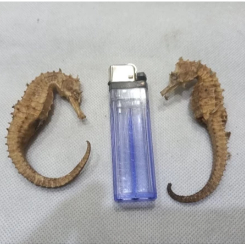 

NEW KL LAUT kering ( per ekor)