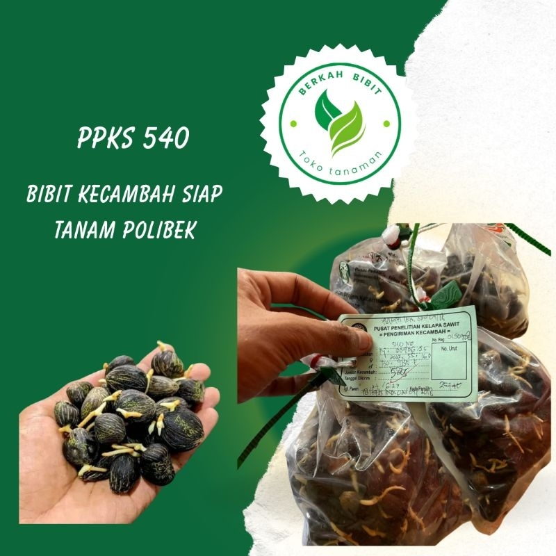 bibit kelapa sawit dxp ppks 540