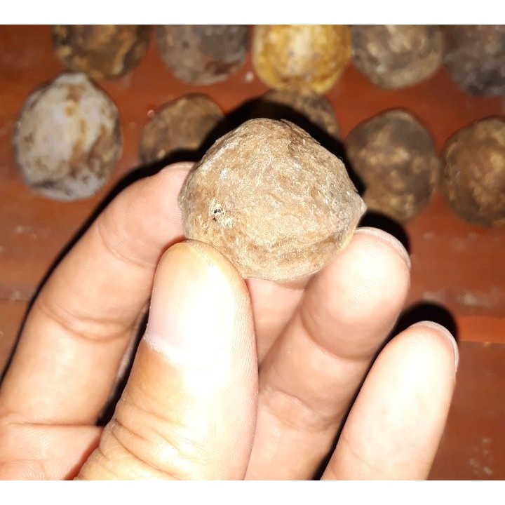 MUNCANG ADU ORI JAWA PAK GURU