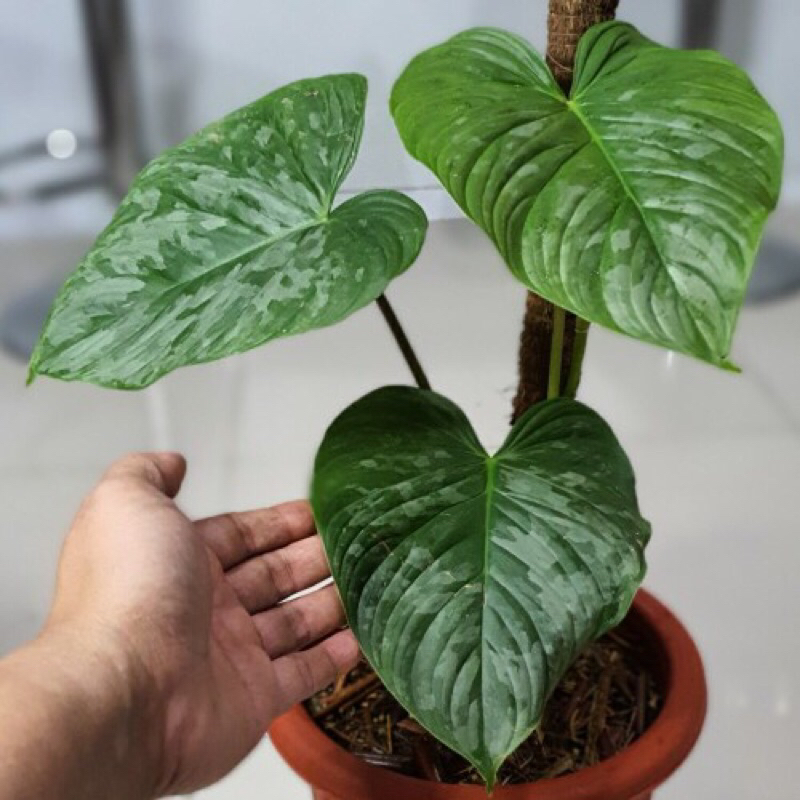 Philodendron Majestic