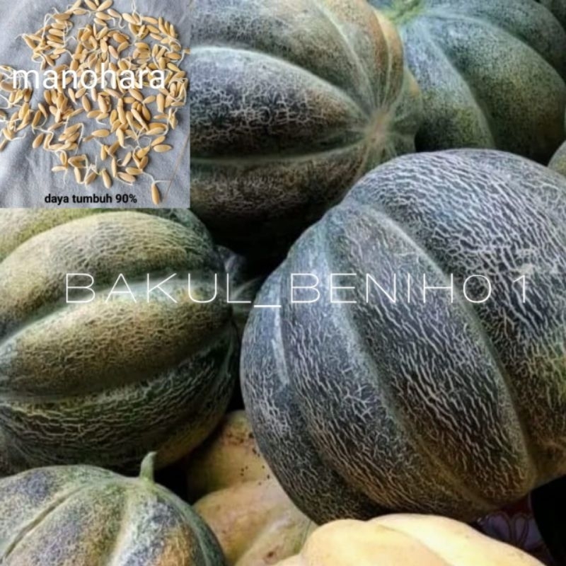 TERLARIS 1000+ BENIH BLEWAH MANOHARA/ KRETEK UNGGULAN PILIHAN PETANI