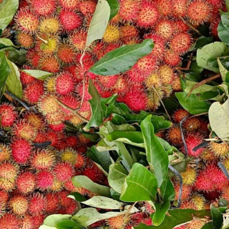 

Rambutan Lokal Semarang 1kg Buah Segar Ibaza fruitsBOX